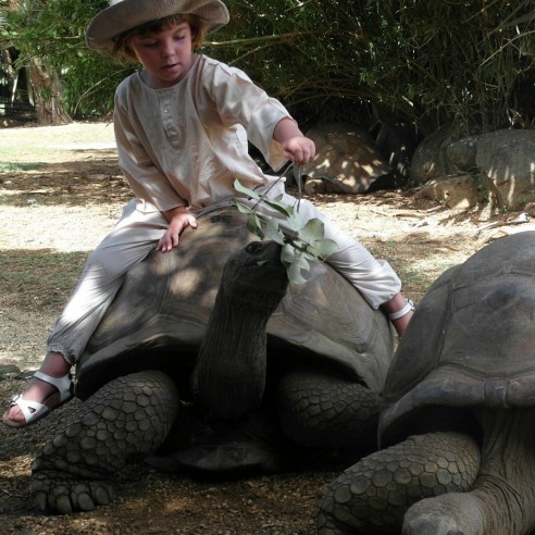 Tunique enfant coton - TUNIQUES - Tortue de Mer